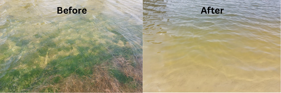 IBN Biotech Algae Control