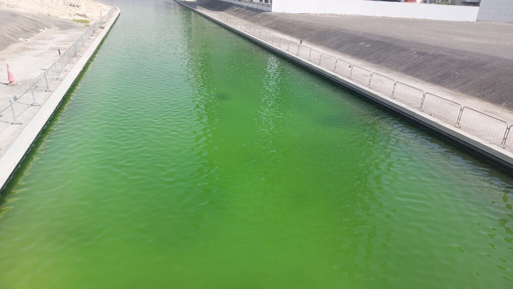 IBN Biotech Lake Treatment Before