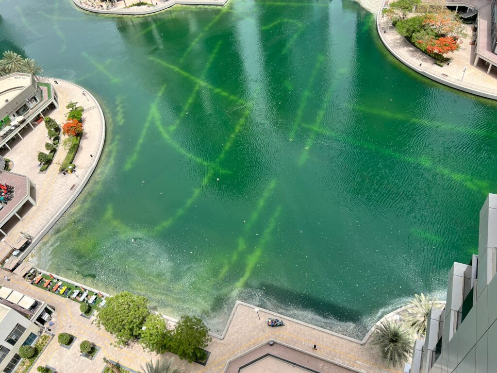 IBN Biotech Lake Before Treatment
