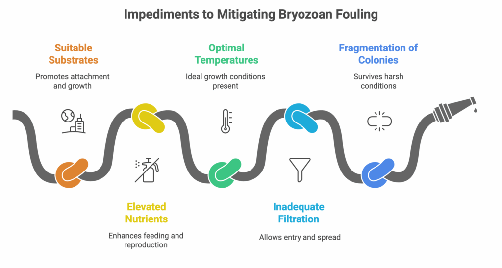 IBN Biotech Root Causes of Bryozoan Fouling